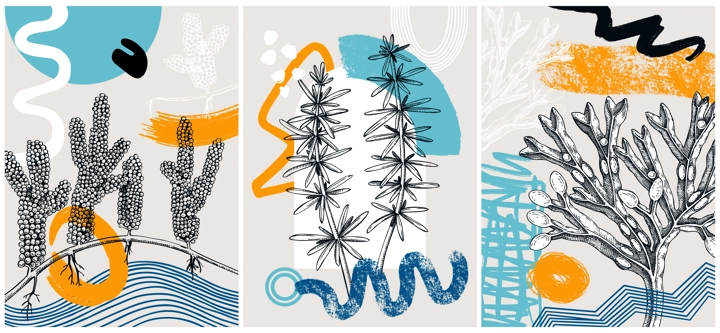 Collage-style seaweeds vector illustration. Sketched underwater plants banner set. Trendy design with botanical elements and geometric shapes. Elegant algae for sketch poster, card, and wall art.